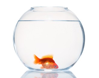 Photo of Gold fish swimming in aquarium with clean water isolated on white