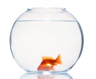 Photo of Gold fish swimming in aquarium with clean water isolated on white