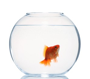 Photo of Gold fish swimming in aquarium with clean water isolated on white