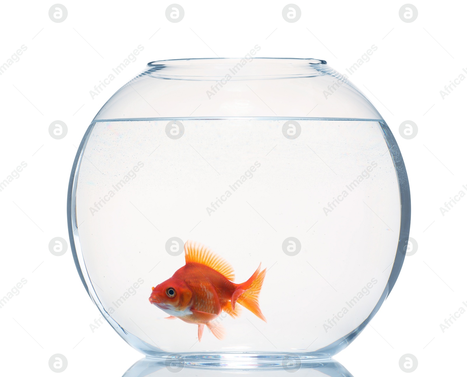Gold fish swimming in aquarium with clean water isolated on white Photo of Gold fish swimming in aquarium with clean water isolated on white