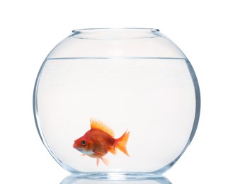Photo of Gold fish swimming in aquarium with clean water isolated on white