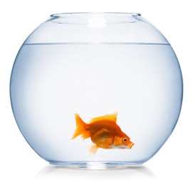 Photo of Gold fish swimming in aquarium with clean water isolated on white