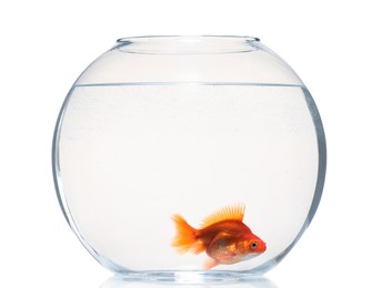 Photo of Gold fish swimming in aquarium with clean water isolated on white