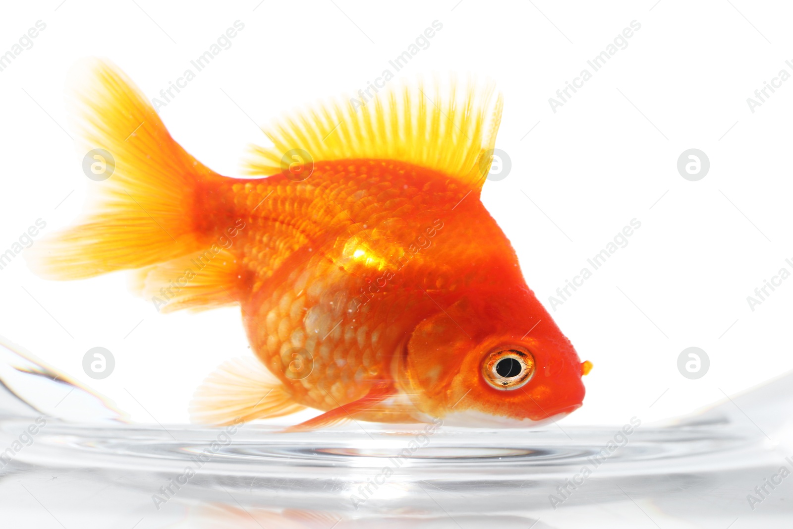 Gold fish swimming in aquarium with clean water isolated on white Photo of Gold fish swimming in aquarium with clean water isolated on white