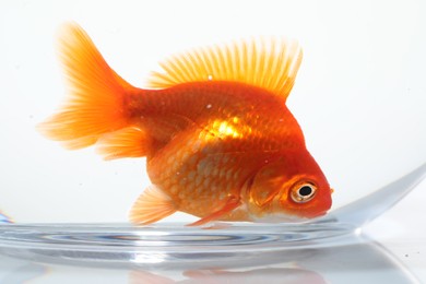 Photo of Gold fish swimming in aquarium with clean water on white background, closeup