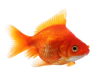 Photo of One small gold fish isolated on white