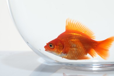 Photo of Gold fish swimming in aquarium with clean water on white background, closeup