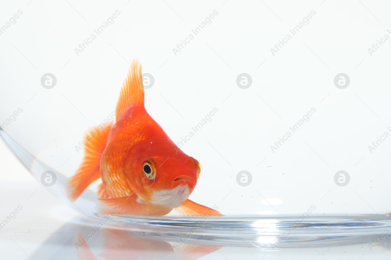 Gold fish swimming in aquarium with clean water on white background, closeup Photo of Gold fish swimming in aquarium with clean water on white background, closeup