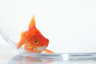 Photo of Gold fish swimming in aquarium with clean water on white background, closeup