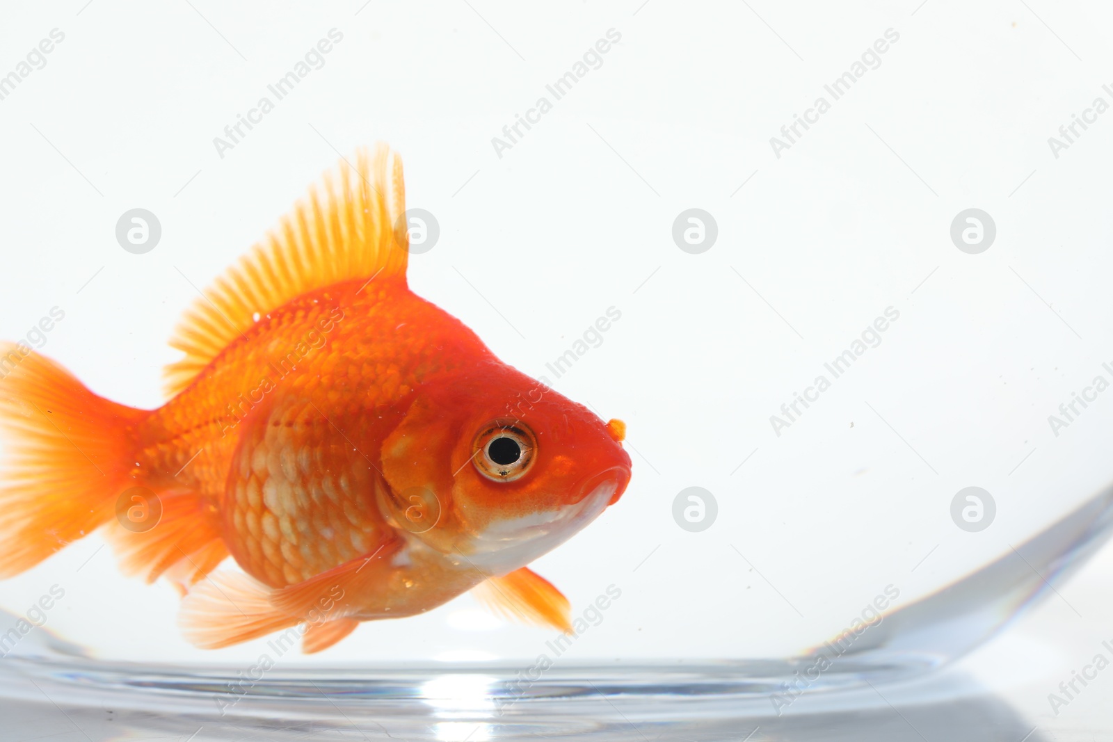 Gold fish swimming in aquarium with clean water on white background, closeup Photo of Gold fish swimming in aquarium with clean water on white background, closeup