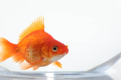 Photo of Gold fish swimming in aquarium with clean water on white background, closeup