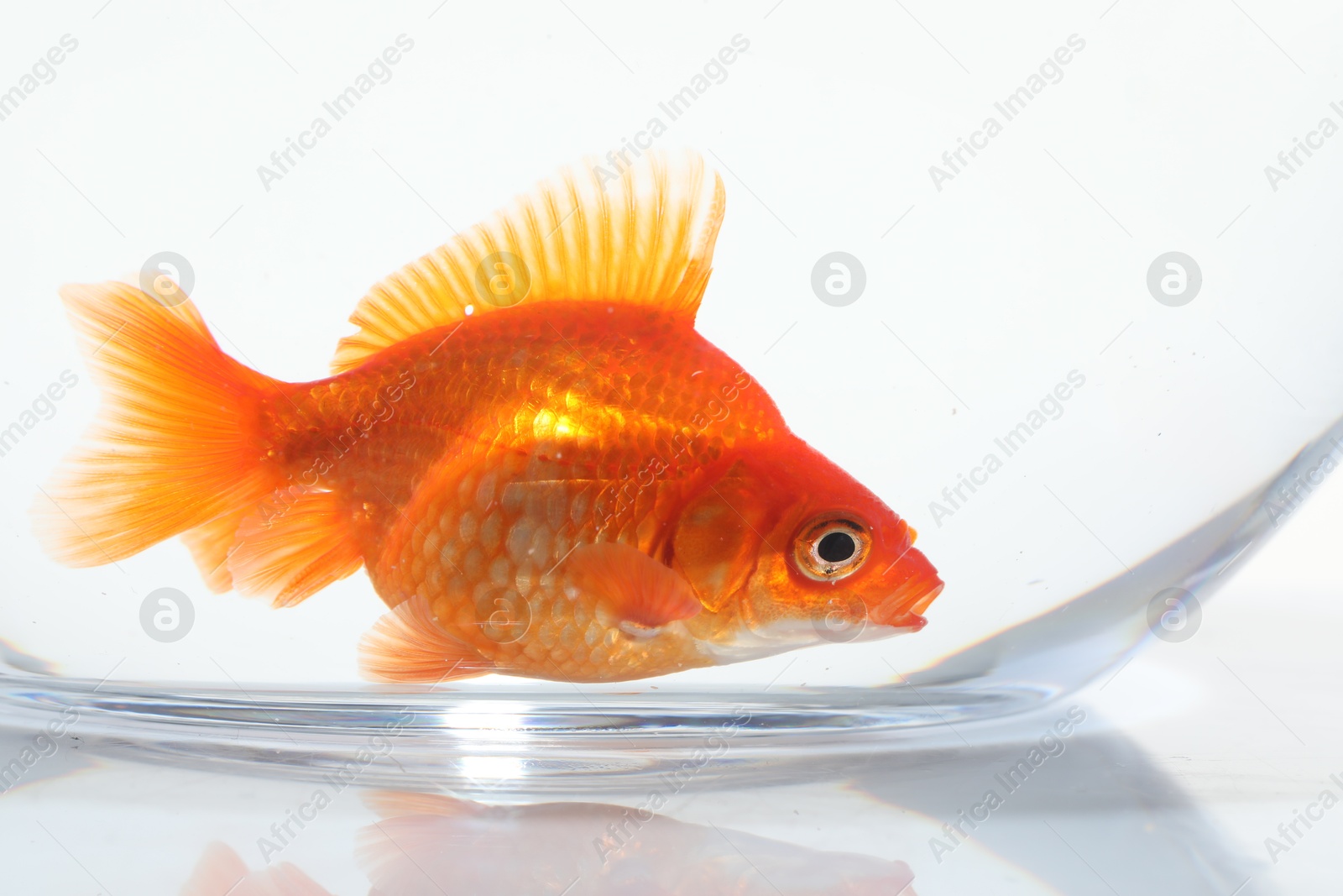 Gold fish swimming in aquarium with clean water on white background, closeup Photo of Gold fish swimming in aquarium with clean water on white background, closeup