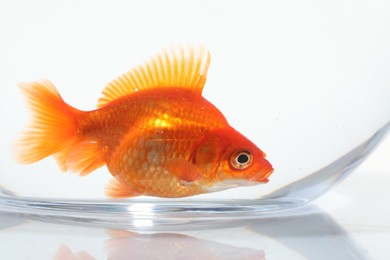 Photo of Gold fish swimming in aquarium with clean water on white background, closeup