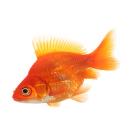 Photo of One small gold fish isolated on white
