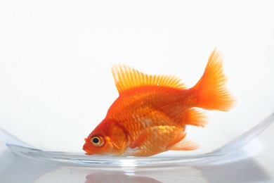 Photo of Gold fish swimming in aquarium with clean water on white background, closeup