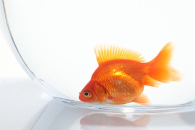 Photo of Gold fish swimming in aquarium with clean water on white background, closeup