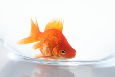 Photo of Gold fish swimming in aquarium with clean water on white background, closeup