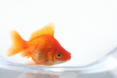 Photo of Gold fish swimming in aquarium with clean water on white background, closeup