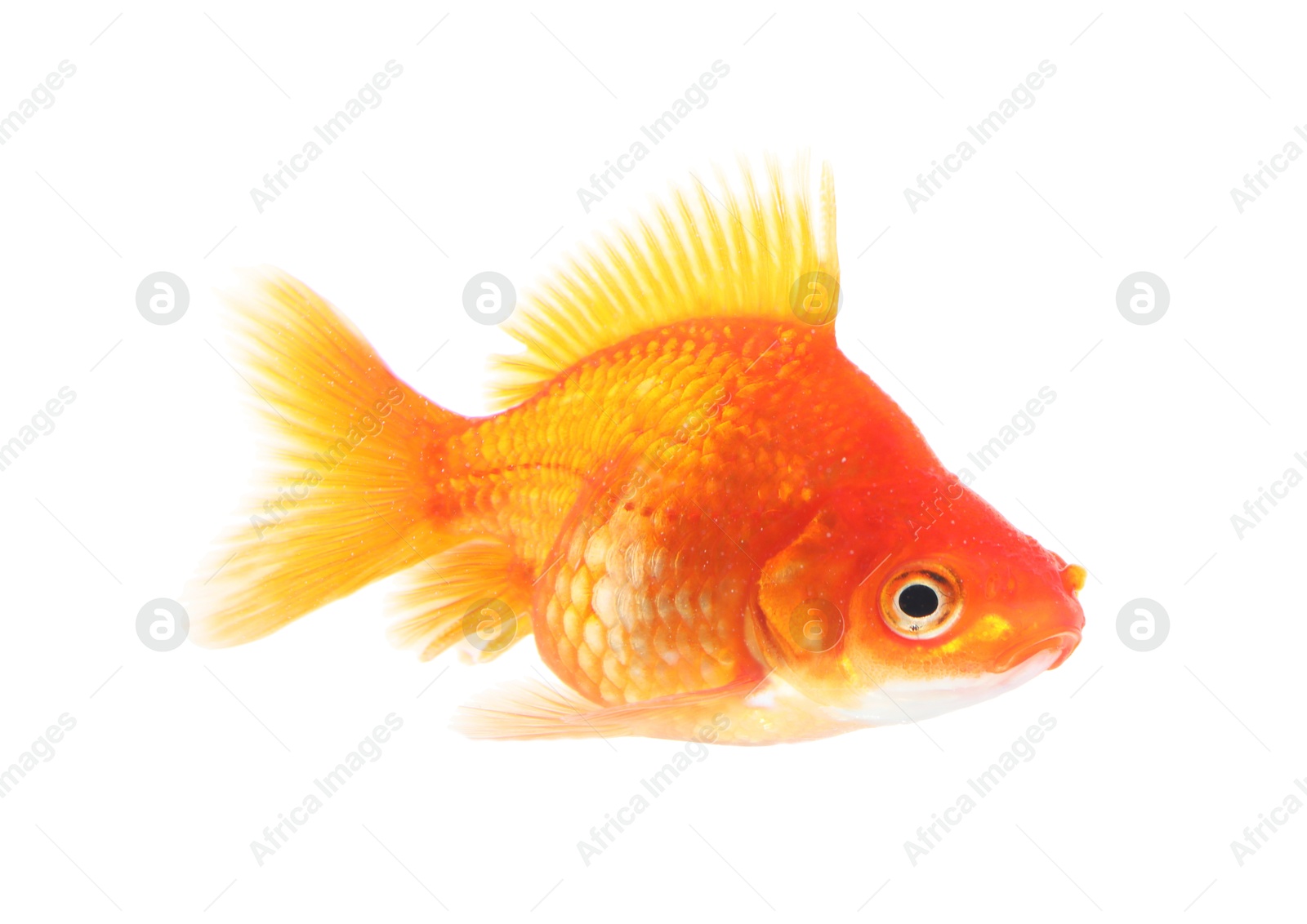 Photo of One small gold fish isolated on white