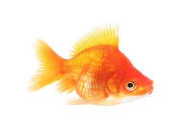 Photo of One small gold fish isolated on white