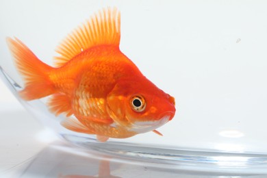Photo of Gold fish swimming in aquarium with clean water on white background, closeup