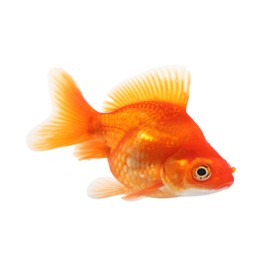 Photo of One small gold fish isolated on white