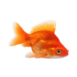 Photo of One small gold fish isolated on white