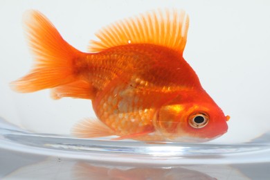 Photo of Gold fish swimming in aquarium with clean water on white background, closeup