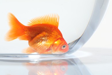 Photo of Gold fish swimming in aquarium with clean water on white background, closeup