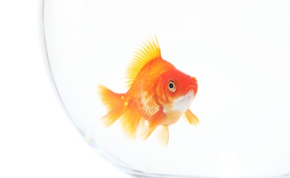 Photo of Gold fish swimming in aquarium with clean water isolated on white