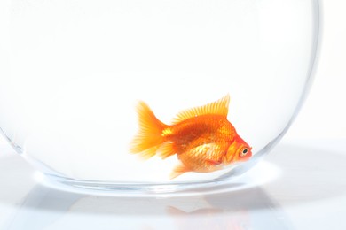 Photo of Gold fish swimming in aquarium with clean water on white background, closeup
