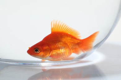 Photo of Gold fish swimming in aquarium with clean water on white background, closeup