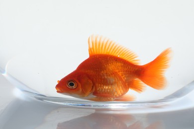 Photo of Gold fish swimming in aquarium with clean water on white background, closeup
