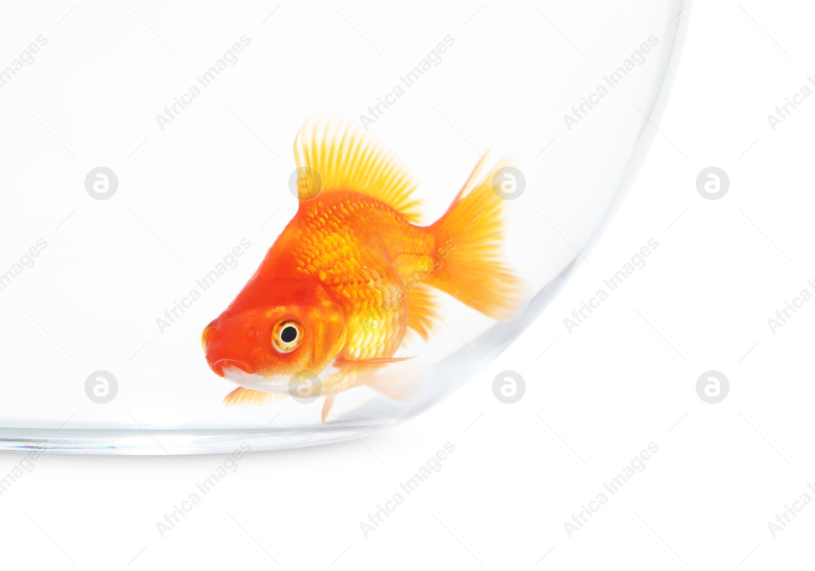 Gold fish swimming in aquarium with clean water isolated on white Photo of Gold fish swimming in aquarium with clean water isolated on white