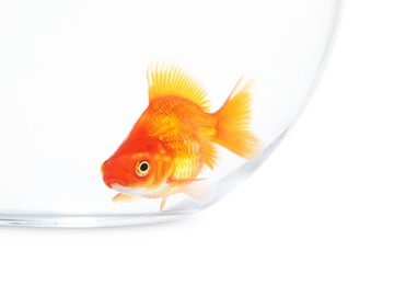 Photo of Gold fish swimming in aquarium with clean water isolated on white