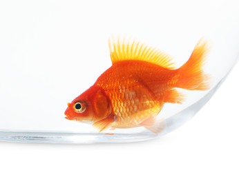 Photo of Gold fish swimming in aquarium with clean water isolated on white