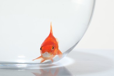 Photo of Gold fish swimming in aquarium with clean water on white background, closeup