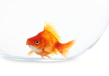 Photo of Gold fish swimming in aquarium with clean water isolated on white