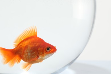 Photo of Gold fish swimming in aquarium with clean water on white background, closeup