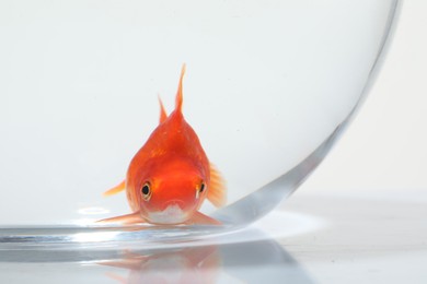 Photo of Gold fish swimming in aquarium with clean water on white background, closeup