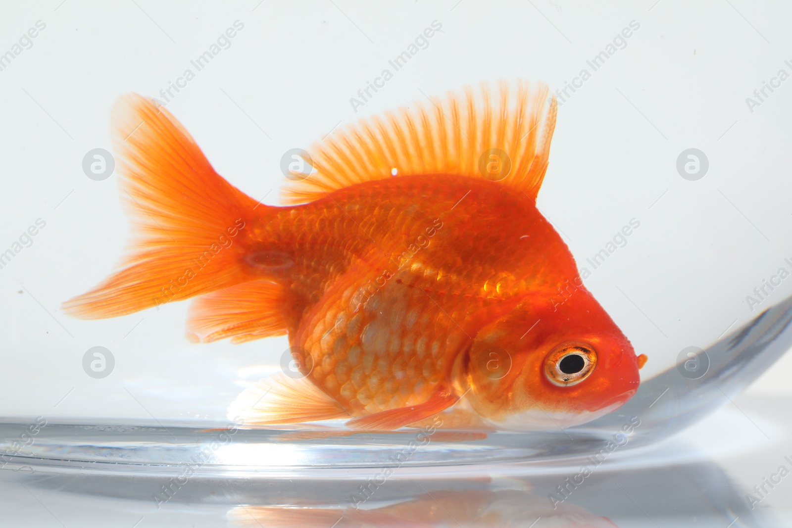 Gold fish swimming in aquarium with clean water on white background, closeup Photo of Gold fish swimming in aquarium with clean water on white background, closeup