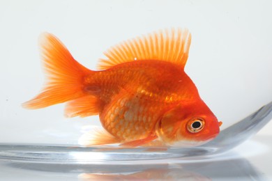 Photo of Gold fish swimming in aquarium with clean water on white background, closeup