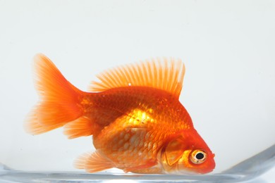 Photo of Gold fish swimming in aquarium with clean water on white background, closeup
