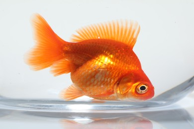 Photo of Gold fish swimming in aquarium with clean water on white background, closeup