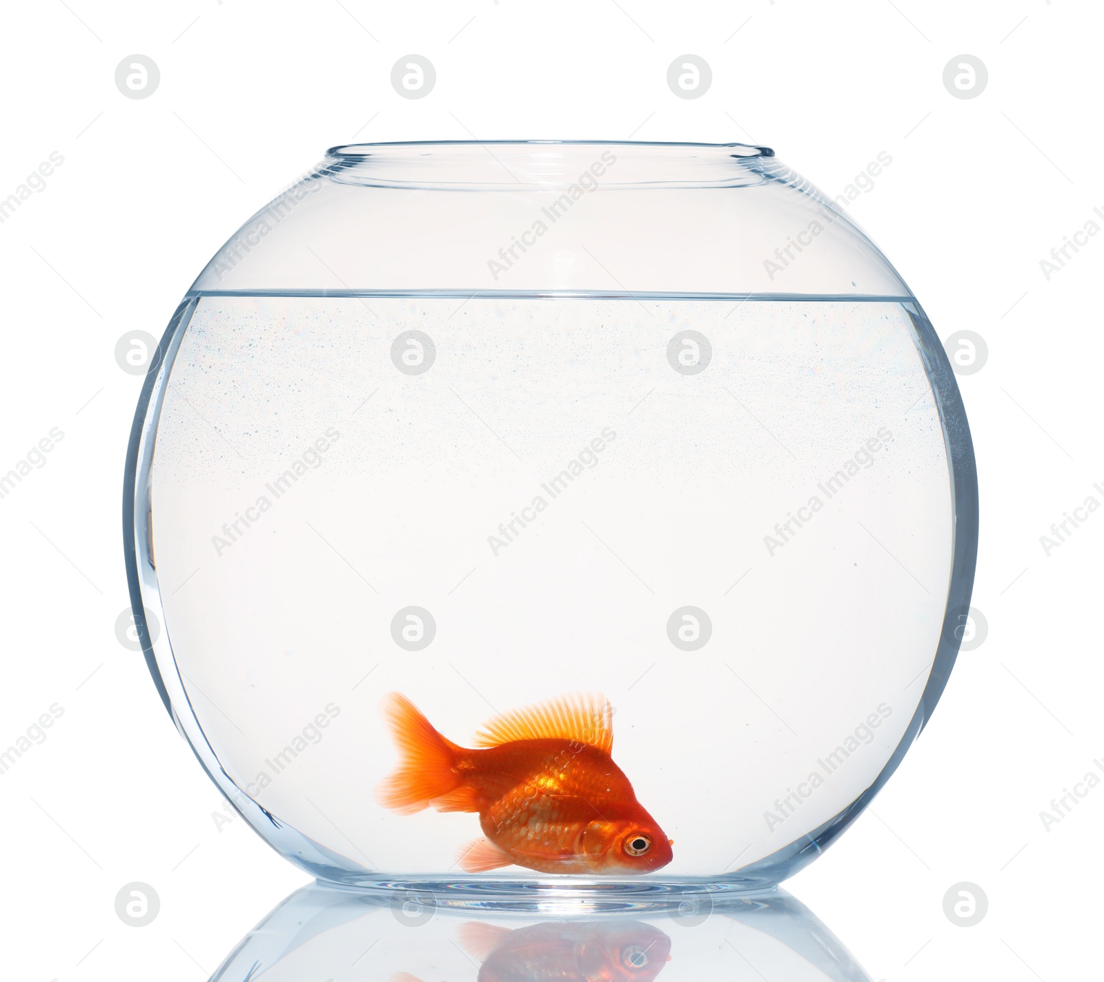 Gold fish swimming in aquarium with clean water isolated on white Photo of Gold fish swimming in aquarium with clean water isolated on white