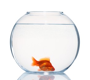 Photo of Gold fish swimming in aquarium with clean water isolated on white