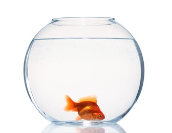 Photo of Gold fish swimming in aquarium with clean water isolated on white