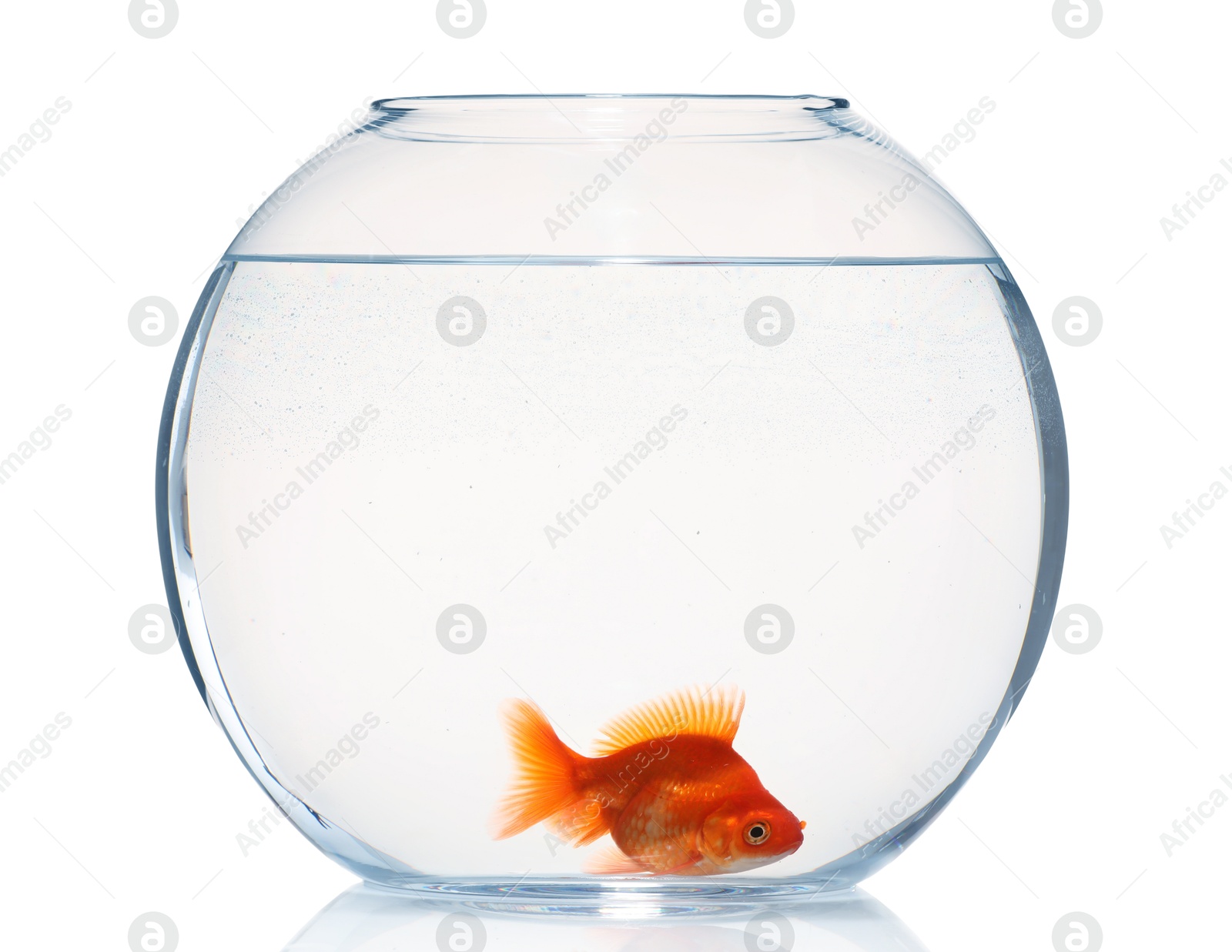 Gold fish swimming in aquarium with clean water isolated on white Photo of Gold fish swimming in aquarium with clean water isolated on white