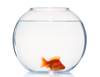 Photo of Gold fish swimming in aquarium with clean water isolated on white