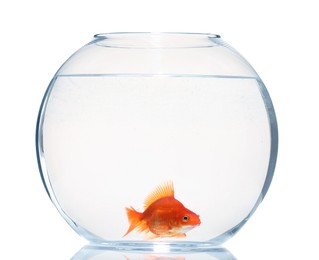 Photo of Gold fish swimming in aquarium with clean water isolated on white